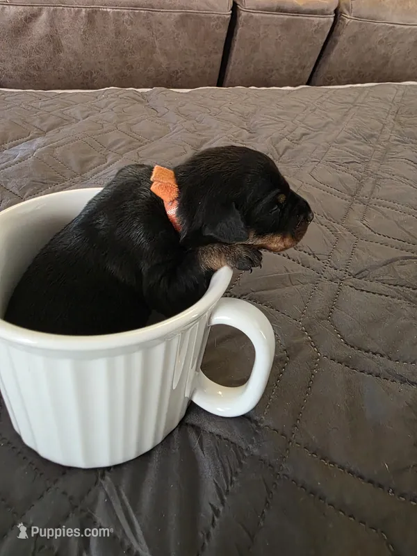 R-Orange – Miniature Pinscher puppy for sale in Taneytown, MD
