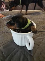 G-Green , a male Miniature Pinscher for sale in Taneytown, MD – 3 of 6