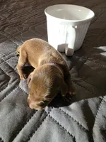 J-purple, a female Miniature Pinscher for sale in Taneytown, MD – 5 of 8