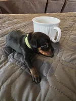 G-Green , a male Miniature Pinscher for sale in Taneytown, MD – 5 of 6