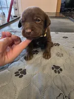 L-yellow, a male Labrador Retriever for sale in Taneytown, MD – 3 of 4