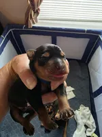 Puppies, a male Miniature Pinscher for sale in Taneytown, MD – 9 of 9