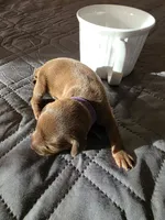 J-purple, a female Miniature Pinscher for sale in Taneytown, MD – 6 of 8