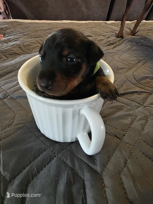 G-Green  – Miniature Pinscher puppy for sale in Taneytown, MD