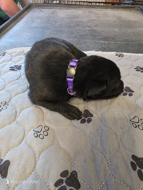 L-purple – Labrador Retriever puppy for sale in Taneytown, MD