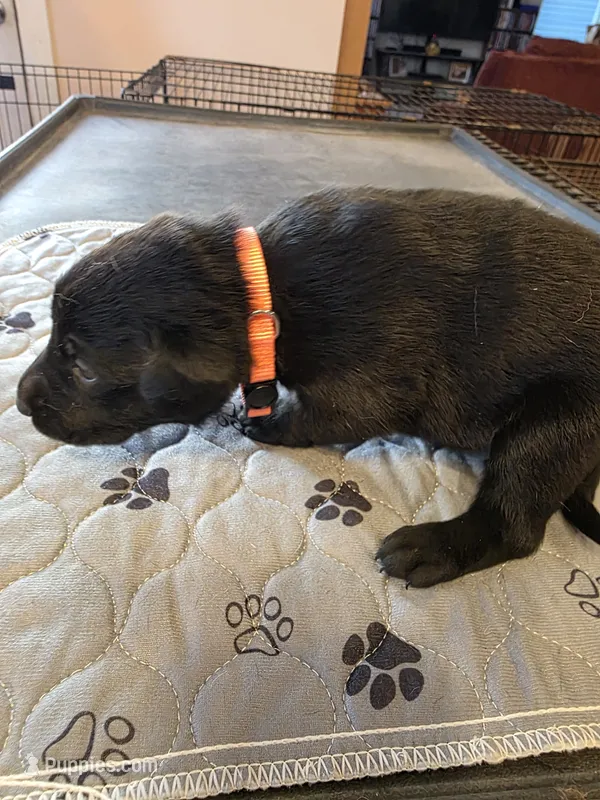 L-Orange – Labrador Retriever puppy for sale in Taneytown, MD