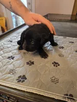 L-Orange, a female Labrador Retriever for sale in Taneytown, MD – 3 of 3