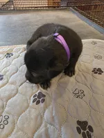 L-purple, a female Labrador Retriever for sale in Taneytown, MD – 5 of 5