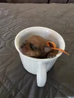 J-Orange , a female Miniature Pinscher for sale in Taneytown, MD – 2 of 6