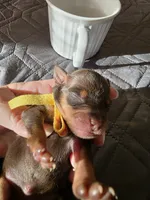 J-yellow, a female Miniature Pinscher for sale in Taneytown, MD – 2 of 6