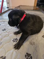 L-red, a male Labrador Retriever for sale in Taneytown, MD – 4 of 4