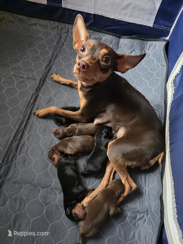 Puppies – Miniature Pinscher puppy for sale in Taneytown, MD