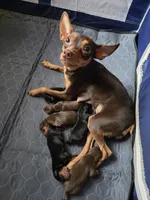 Puppies, a male Miniature Pinscher for sale in Taneytown, MD – 1 of 9