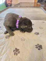 L-purple, a female Labrador Retriever for sale in Taneytown, MD – 3 of 5