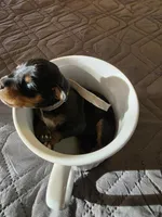 J-Grey, a female Miniature Pinscher for sale in Taneytown, MD – 6 of 8