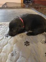 L-Pink, a female Labrador Retriever for sale in Taneytown, MD – 3 of 4