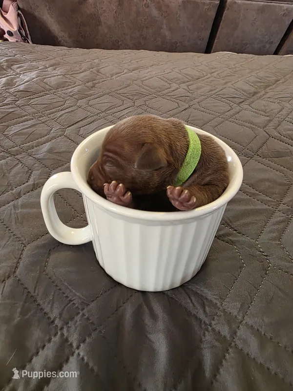 J-green – Miniature Pinscher puppy for sale in Taneytown, MD
