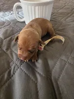 J-white, a female Miniature Pinscher for sale in Taneytown, MD – 8 of 8