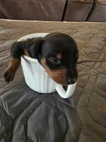 G-light blue, a male Miniature Pinscher for sale in Taneytown, MD – 6 of 8