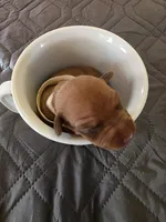 J-white, a female Miniature Pinscher for sale in Taneytown, MD – 4 of 8