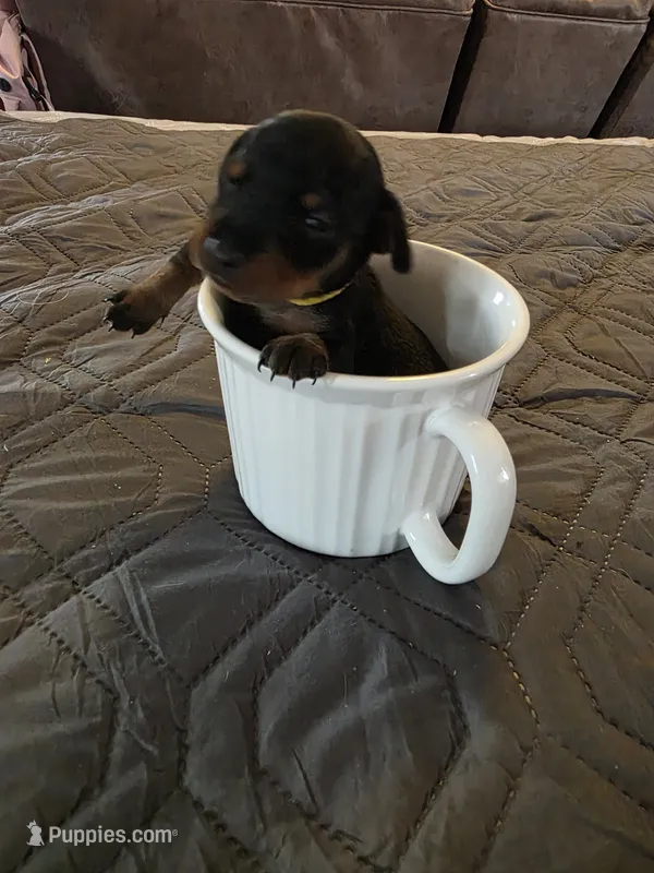G-yellow – Miniature Pinscher puppy for sale in Taneytown, MD