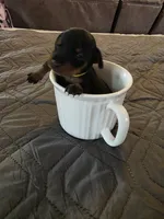 G-yellow, a female Miniature Pinscher for sale in Taneytown, MD – 1 of 4
