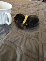 G-yellow, a female Miniature Pinscher for sale in Taneytown, MD – 4 of 4