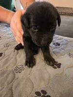 L-purple, a female Labrador Retriever for sale in Taneytown, MD – 2 of 5