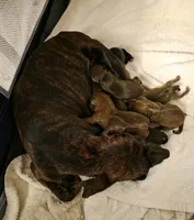 Puppies, a male Miniature Pinscher for sale in Taneytown, MD – 2 of 9