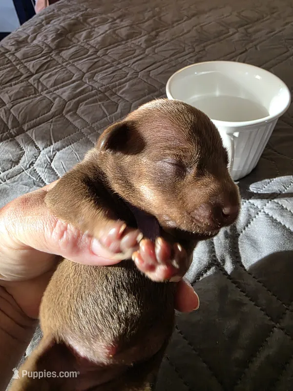 J-purple – Miniature Pinscher puppy for sale in Taneytown, MD