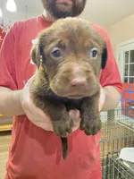 Labrador Retriever puppies akc, a female Labrador Retriever for sale in Taneytown, MD – Photo 5 of 6