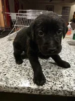 Labrador Retriever puppies akc, a female Labrador Retriever for sale in Taneytown, MD – Photo 3 of 6