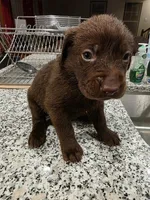 Labrador Retriever puppies akc, a female Labrador Retriever for sale in Taneytown, MD – Photo 6 of 6