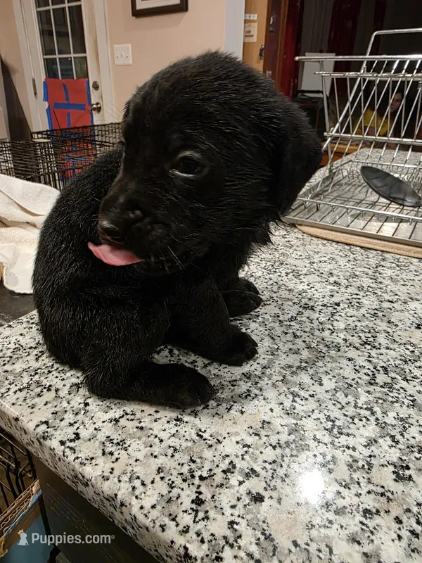 Labrador Retriever puppies akc