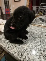 Labrador Retriever puppies akc, a female Labrador Retriever for sale in Taneytown, MD – Photo 1 of 6