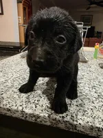 Labrador Retriever puppies akc, a female Labrador Retriever for sale in Taneytown, MD – Photo 2 of 6
