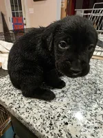 Labrador Retriever puppies akc, a female Labrador Retriever for sale in Taneytown, MD – Photo 4 of 6