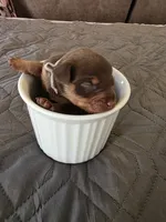 R-White, a male Miniature Pinscher for sale in Taneytown, MD – 6 of 9