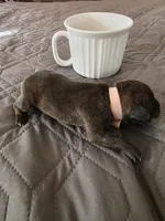 J-pink, a female Miniature Pinscher for sale in Taneytown, MD – 4 of 5