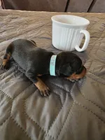 G-light blue, a male Miniature Pinscher for sale in Taneytown, MD – 5 of 8