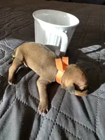 J-Orange , a female Miniature Pinscher for sale in Taneytown, MD – 4 of 6
