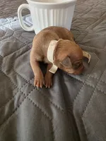 J-white, a female Miniature Pinscher for sale in Taneytown, MD – 7 of 8