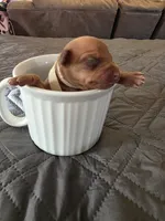 J-white, a female Miniature Pinscher for sale in Taneytown, MD – 2 of 8