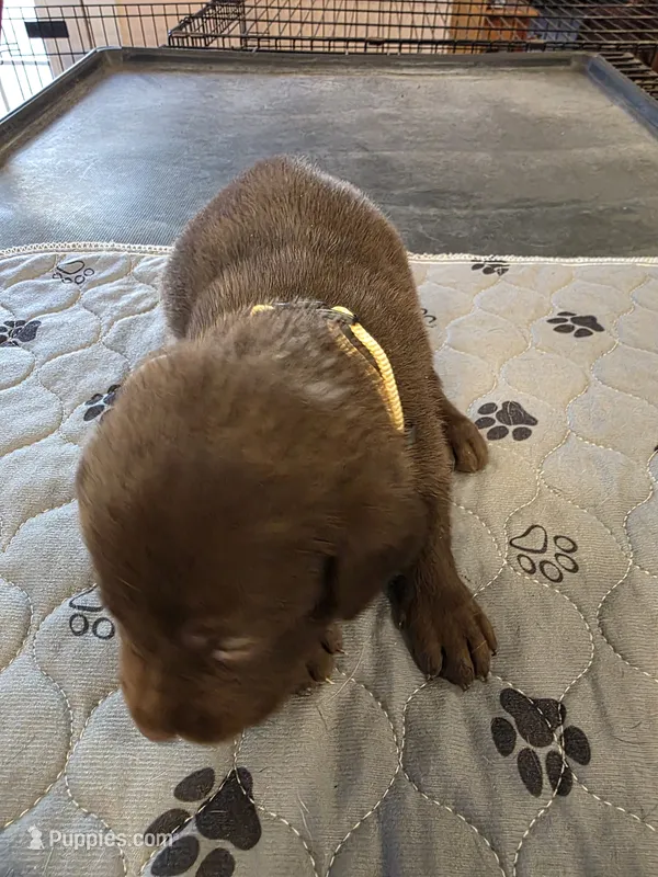 L-yellow – Labrador Retriever puppy for sale in Taneytown, MD