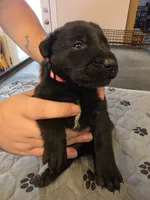 L-Pink, a female Labrador Retriever for sale in Taneytown, MD – 2 of 4