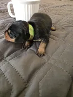 R-Green, a male Miniature Pinscher for sale in Taneytown, MD – 3 of 5