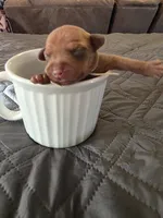 J-white, a female Miniature Pinscher for sale in Taneytown, MD – 1 of 8