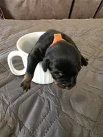 R-Orange, a female Miniature Pinscher for sale in Taneytown, MD – 3 of 7