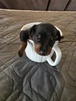 G-light blue, a male Miniature Pinscher for sale in Taneytown, MD – 4 of 8