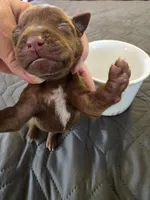 J-green, a male Miniature Pinscher for sale in Taneytown, MD – 3 of 6